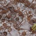 Гипюр коричневый в мелкие цветы ш.150 оптом