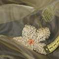 Органза тюль с вышивкой петлевидной ромашки, песочная, ш.270 оптом