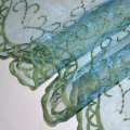 Органза тюль з вишивкою вензель зелений, облямівка, зелено-блакитна, ш.275 оптом