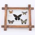 Картина бабочки под стеклом деревянная рамка 31х36 см оптом
