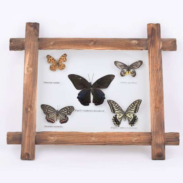 Картина метелики під склом дерев'яна рамка 31х36 см оптом
