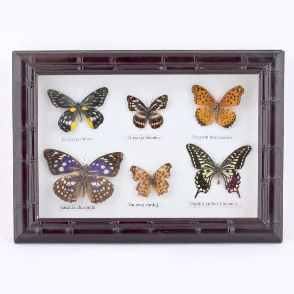 Картина бабочки под стеклом рельефная рамка 23 х 30 см оптом