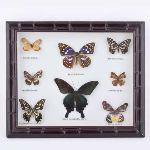 Картина бабочки под стеклом рельефная рамка 29 х 34 см оптом