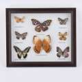 Картина бабочки под стеклом рамка коричневая 30 х 35 см оптом