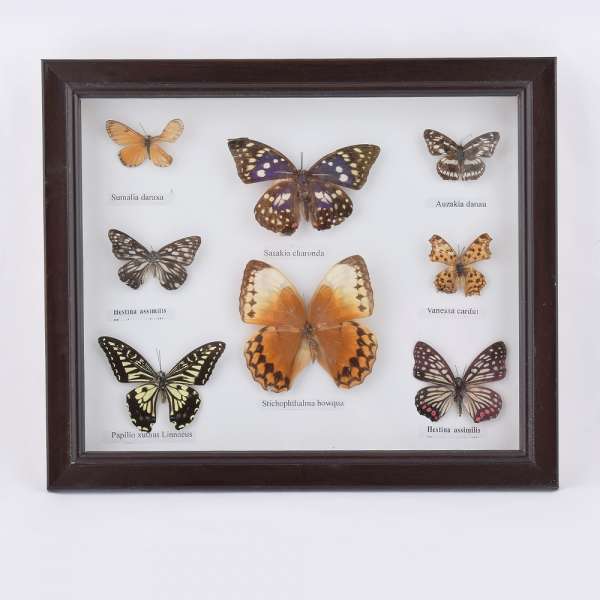 Картина бабочки под стеклом рамка коричневая 30 х 35 см оптом