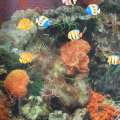 Картина акваріум з підсвічуванням 60х70 см корали помаранчеві оптом